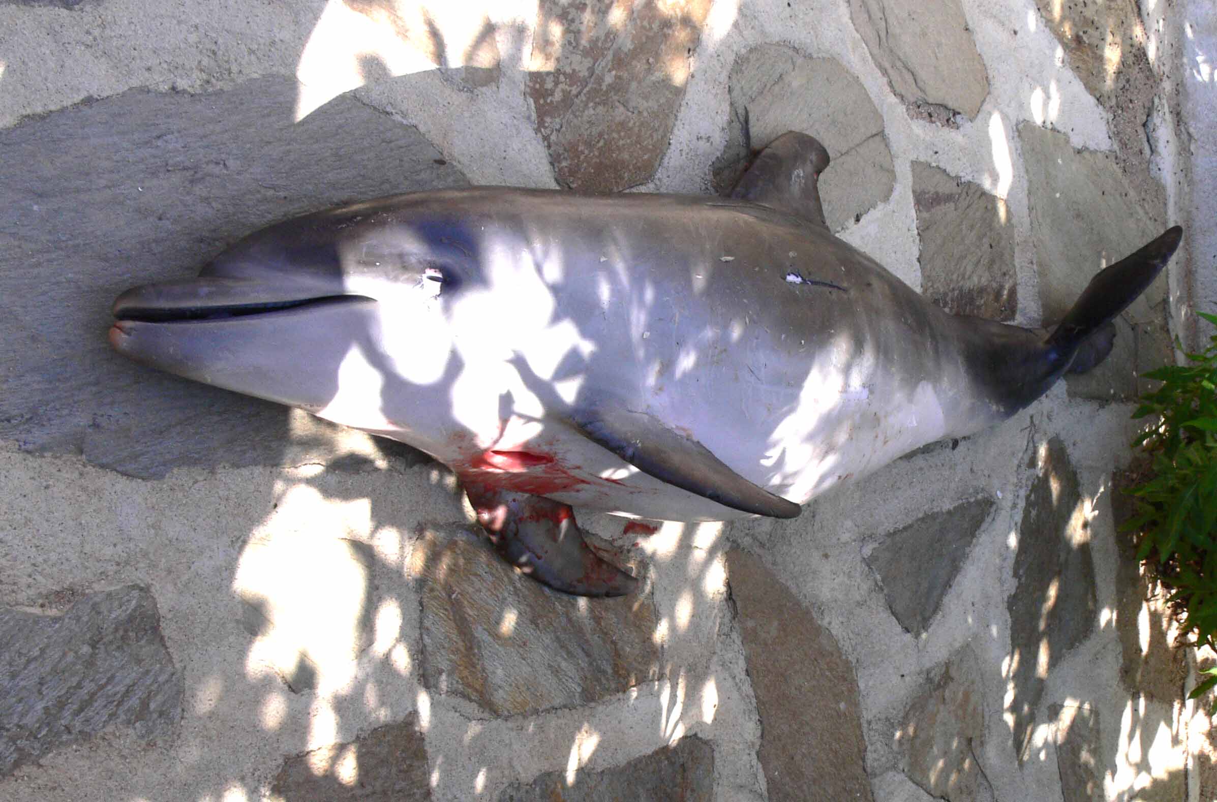 delfino_ucciso.jpg